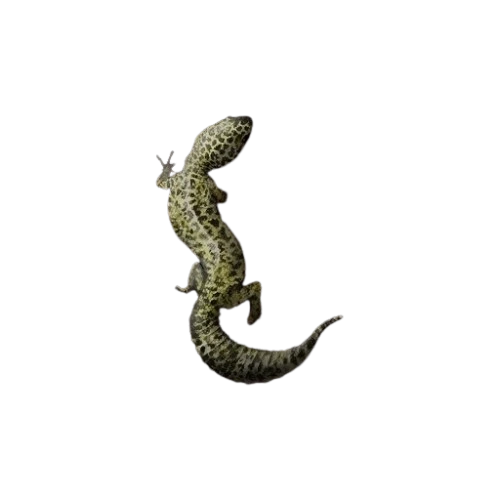 Leopard Gecko